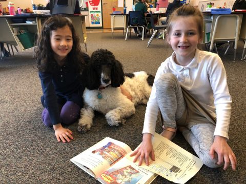 Chrissy is not only our classroom pet, but she's a certified service/therapy dog. She's always ready to play, snuggle, and protect her classroom friends. We love her!